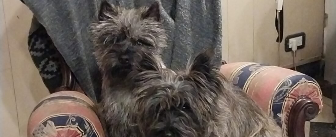 Cairn Terrier en departamento: ¿puede vivir sin patio?