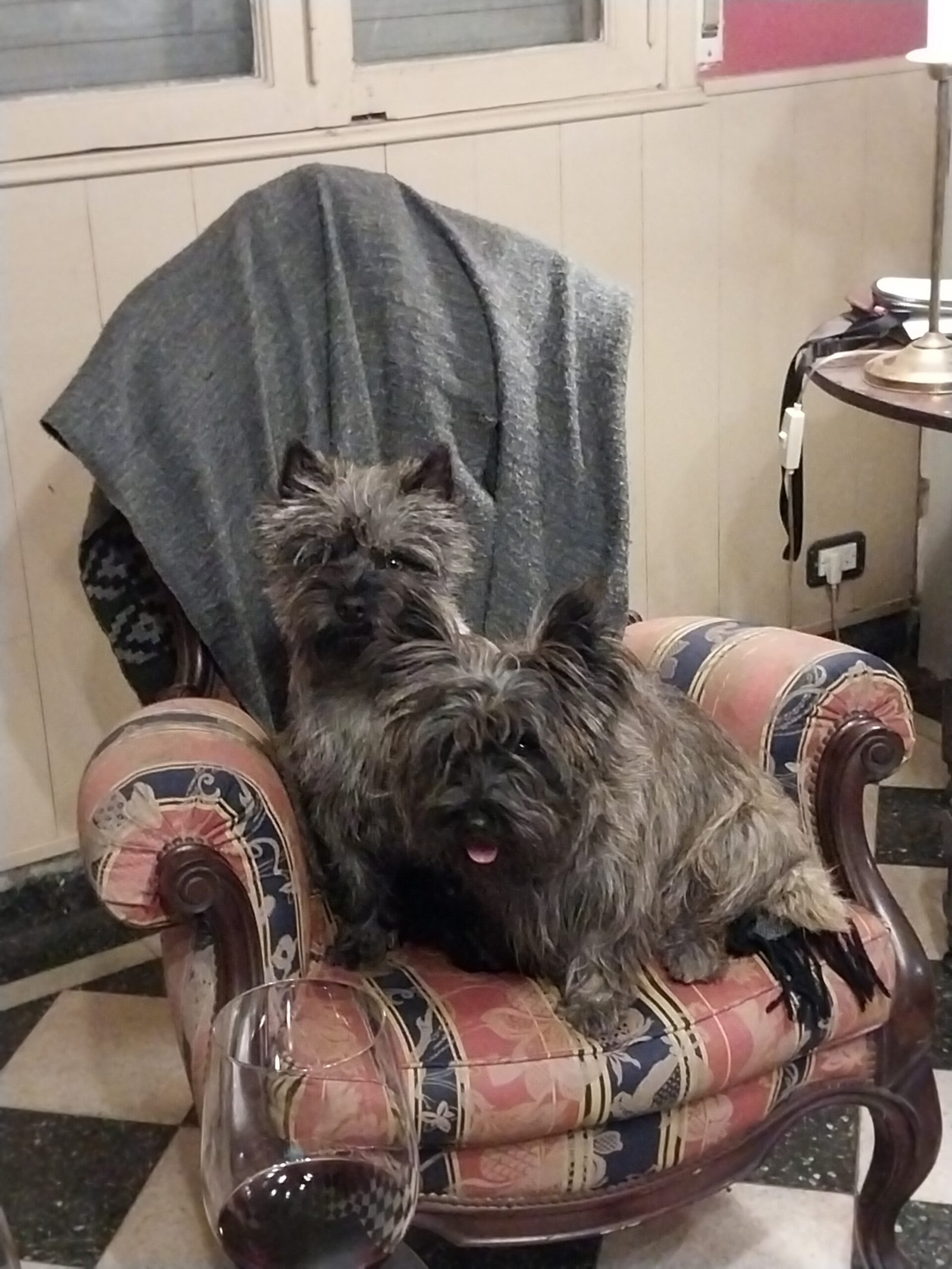 Cairn Terrier en departamento: ¿puede vivir sin patio?
