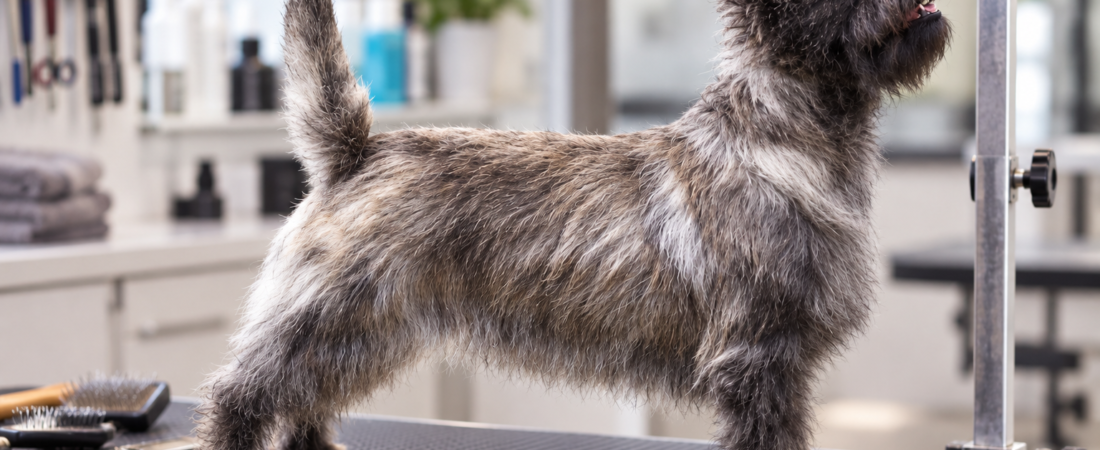 Stripping en el Cairn Terrier: por qué no se corta con máquina