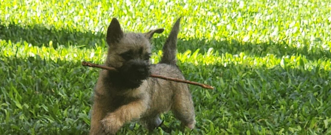 Cómo reconocer a un criador responsable de Cairn Terrier