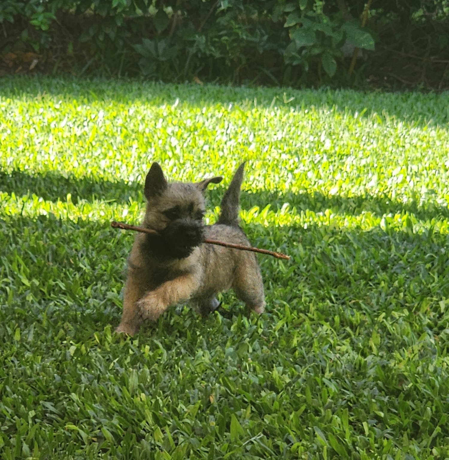Cómo reconocer a un criador responsable de Cairn Terrier