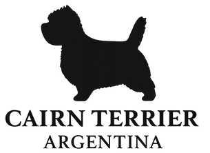 Cairn terrier